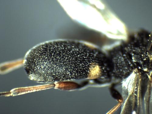 Réf. 312 643 : Chelonus sp.